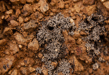 closeup of dry soil