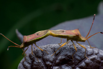 Extreme Macro Stink Bug