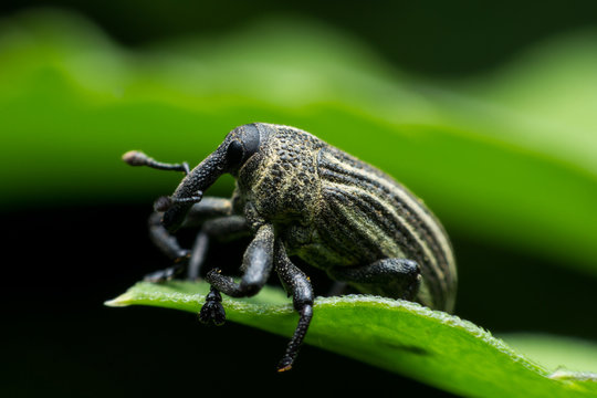 Boll Weevil, Black Weevil On Leaf Green Background