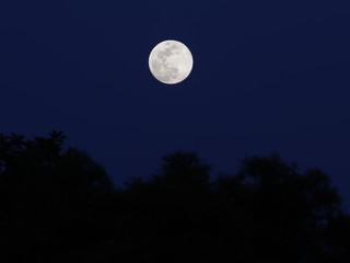 Fototapeta na wymiar Luna llena sobre bosque