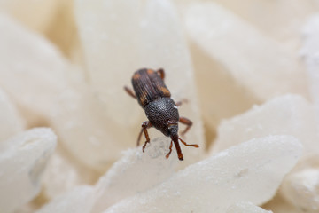 Rice weevil, or science names Sitophilus oryzae close up on white Rice destroyed.
