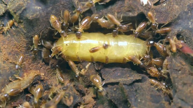 Queen and king termites in a chamber deep in the nest tended by workers. The queen is huge and bloated with eggs, the king is much smaller but bigger than the workers and is to the right of the queen.