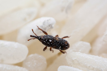 Rice weevil, or science names Sitophilus oryzae close up on white Rice destroyed.