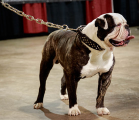 American Bulldog