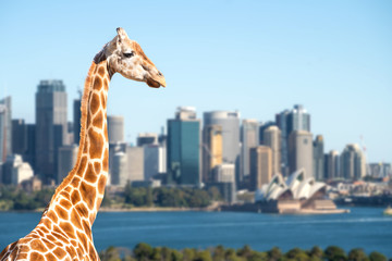 Obraz premium Giraffes overlook Sydney harbour and skyline on a clear summer's day in Sydney, Australia