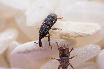 Rice weevil, or science names Sitophilus oryzae close up on white Rice destroyed.