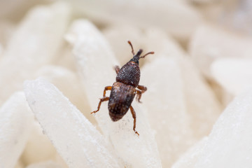 Rice weevil, or science names Sitophilus oryzae close up on white Rice destroyed.