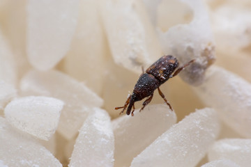 Rice weevil, or science names Sitophilus oryzae close up on white Rice destroyed.