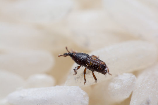 Rice weevil, or science names Sitophilus oryzae close up on white Rice destroyed.