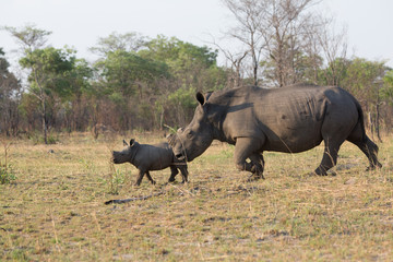 rhino in africa waking around