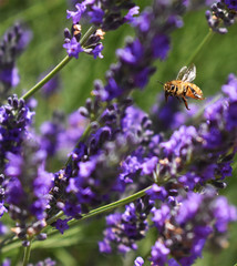 Bee with Purple Flower