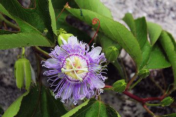 Passion Flower