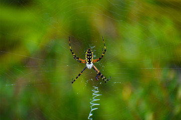 Orb Weaver