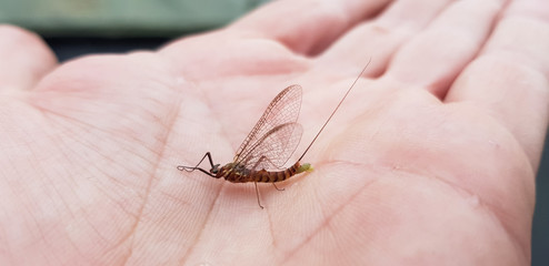 An ephemeral fly perched on the fingers of one hand before taking flight