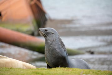 seal sitting on a rock