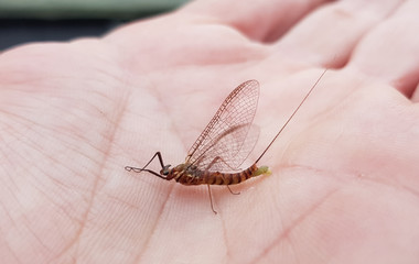 An ephemeral fly perched on the fingers of one hand before taking flight
