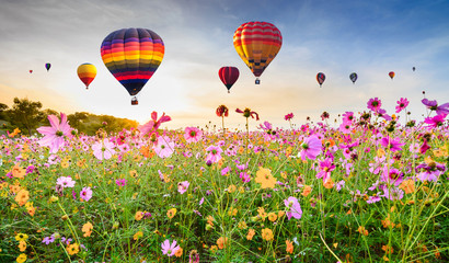 Colorful hot air balloons flying over Cosmos flower field against blue sky, Chiang Rai, Thailand.