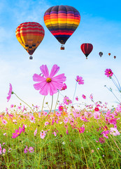 Obraz premium Colorful hot air balloons flying over Cosmos flower field against blue sky, Chiang Rai, Thailand.
