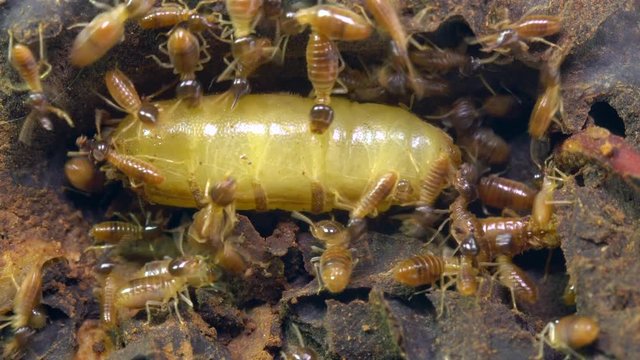 Queen and king termites in a chamber deep in the nest tended by workers. The queen is huge and bloated with eggs, the king is much smaller but bigger than the workers and is to the right of the queen.