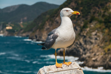 Seagull perched with mountains and ocean waves in the background.