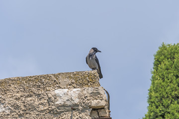 Hooded Crow on a City Wall