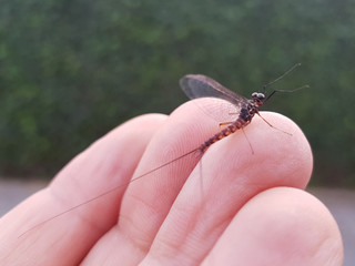 An ephemeral fly perched on the fingers of one hand before taking flight