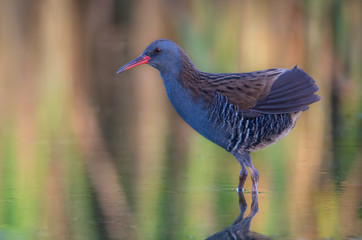 Perfil do Frango de água
