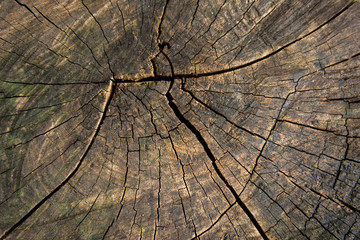 Tree trunk stump texture background top view. tree stump crack background