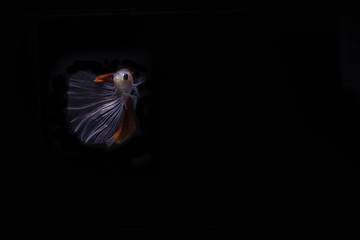 Betta fish, siamese fighting fish on white background