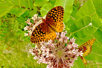 Great Spangeld Fritillary Butterfly