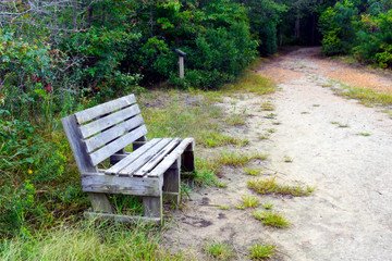 Dirt pathway with a bench in heavily wooded area after a rain shower