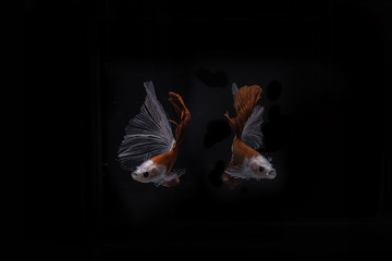 Fototapeta na wymiar Capture the moving moment of siamese fighting fish isolated on black background.