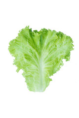 Salad leaf. Lettuce isolated on white background. with clipping path