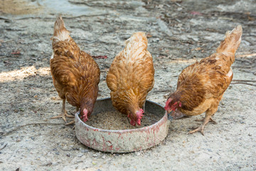 farm chickens eating paddy and bran for food tray