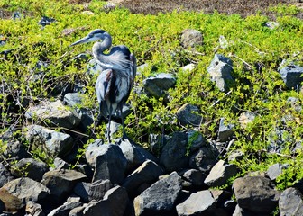 Heron resting on rock