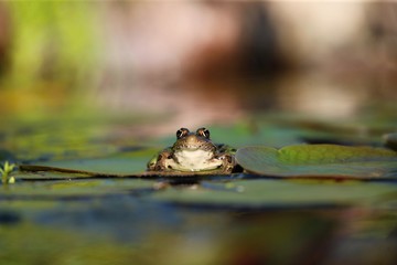 Leopard Frog (Lithobates sphenocephalus) on the leaf water lili