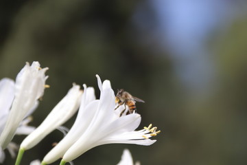 Fototapeta na wymiar Abeja en flor blanca
