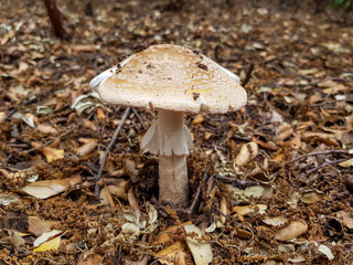 Amanita mushroom in the field growing between the leaves and branches of the soil.