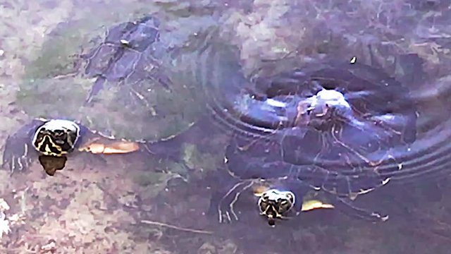 Two Turtle in a pond swimming