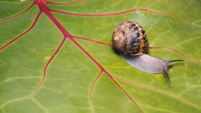 a lone snail crawls along the green leaf of the grapevine