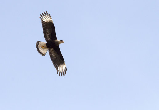 &Aacute;guia branca e preta voando livre no c&eacute;u, ave de rapina em pleno voo representando for&ccedil;a, liberdade e a majestade da fauna selvagem