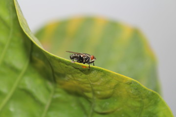flies on the leaves
