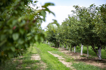 Fruit Trees in Ontario Farm