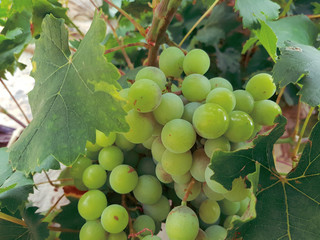 A cluster of ripe green grapes on the vine.