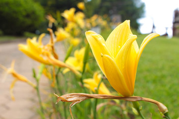 Yellow flowers