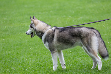 portrait of siberian husky