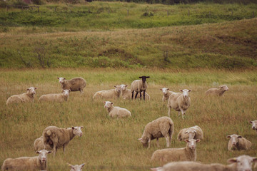 Obraz premium herd of sheep