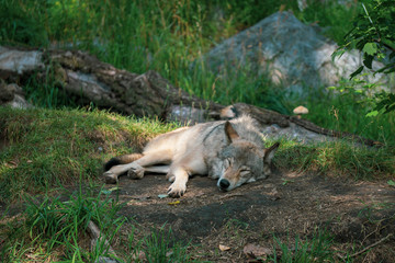 Wolf napping in the forest