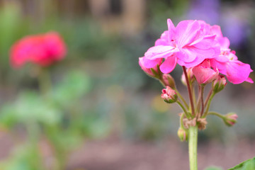  Blurred flower