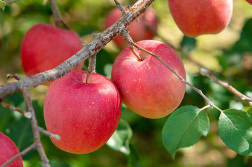 【青森岩木山麓】津軽のリンゴは日本一